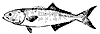 bluefish_11366_th.gif