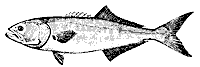 bluefish_11366_sm.gif