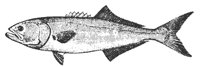 bluefish_11366_md.gif