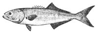 bluefish_11366_lg.gif