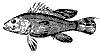 bass_11367_th.gif