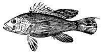 bass_11367_sm.gif