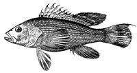 bass_11367_lg.gif