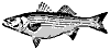 bass_11368_th.gif