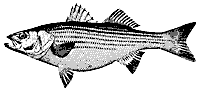 bass_11368_sm.gif