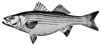 bass_11368_lg.gif