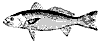 weakfish_11369_th.gif