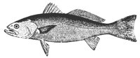 weakfish_11369_md.gif