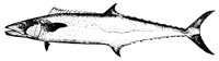 kingfish_11370_lg.gif