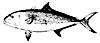 amberjack_11371_th.gif