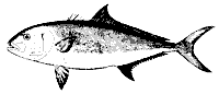 amberjack_11371_sm.gif