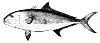 amberjack_11371_lg.gif