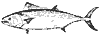 bonito_11373_th.gif