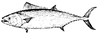 bonito_11373_sm.gif