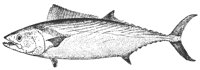 bonito_11373_lg.gif