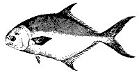 pompano_11374_sm.gif