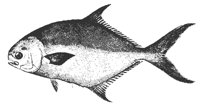 pompano_11374_md.gif