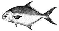 pompano_11374_lg.gif