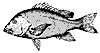 snapper_11375_th.gif