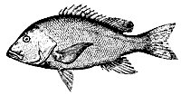 snapper_11375_sm.gif