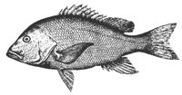 snapper_11375_md.gif