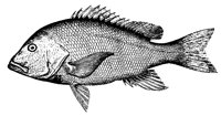 snapper_11375_lg.gif