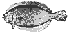 flounder_11376_th.gif
