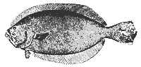 flounder_11376_sm.gif