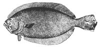 flounder_11376_md.gif