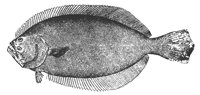 flounder_11376_lg.gif