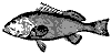 grouper_11377_th.gif