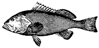 grouper_11377_sm.gif