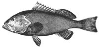 grouper_11377_md.gif
