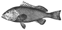 grouper_11377_lg.gif