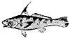 whiting_11381_th.gif