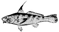whiting_11381_sm.gif