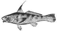 whiting_11381_md.gif