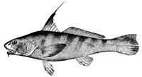 whiting_11381_lg.gif