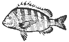 sheepshead_11384_th.gif