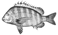 sheepshead_11384_md.gif