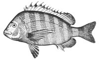 sheepshead_11384_lg.gif
