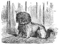 dog_11547_md.gif