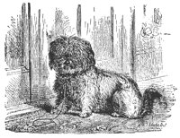 dog_11547_lg.gif