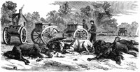 caiss-horse_11755_md.gif