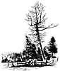 mccrea-tree_12933_th.gif