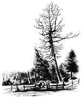 mccrea-tree_12933_sm.gif