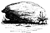 brants-rock_13461_th.gif