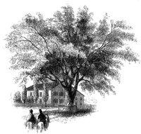 wash-elm_13604_md.gif