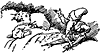 olelukoie_15889_th.gif