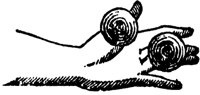 castanets_1_md.gif